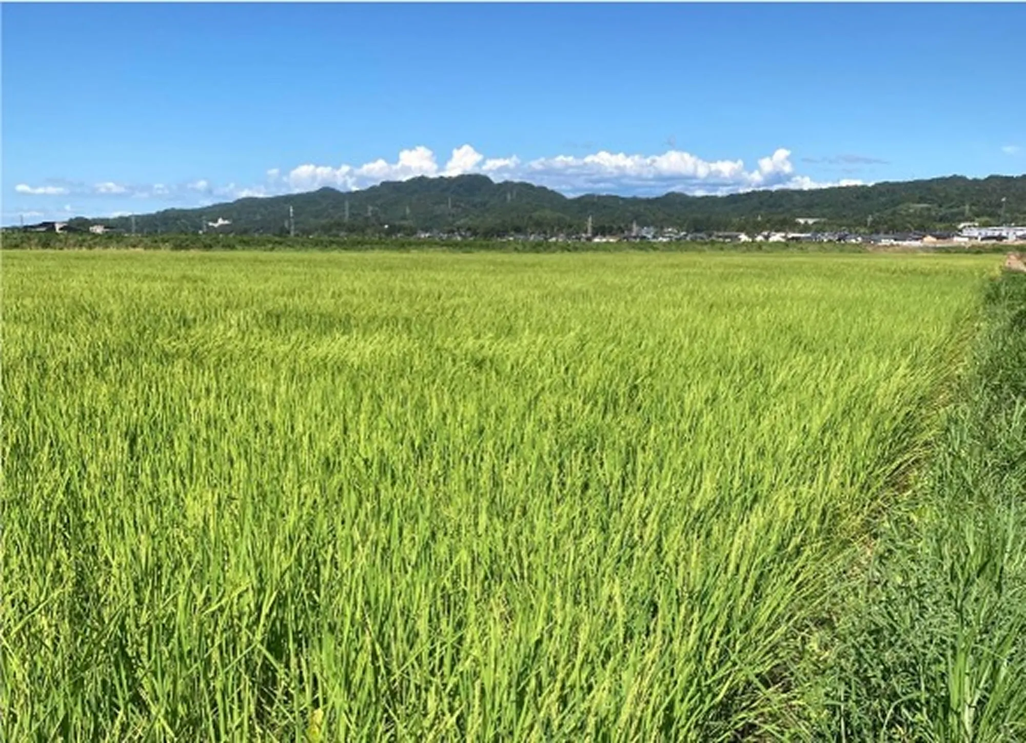 ふなくぼ自然栽培田んぼ